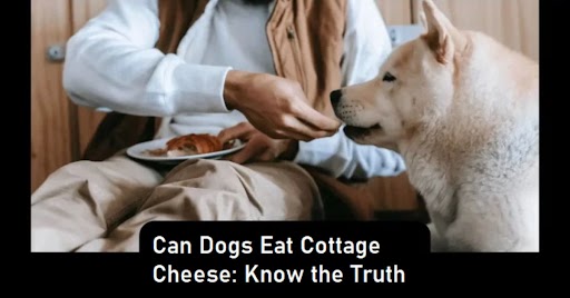 Can Dogs Eat Cottage Cheese: Know the Truth Can Dogs Eat Cottage Cheese: Know the Truth